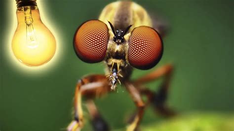 Böcekler neden ışığa doğru gider? Yapay ışık kaynakları böceklerin kafasını mı karıştırıyor?
